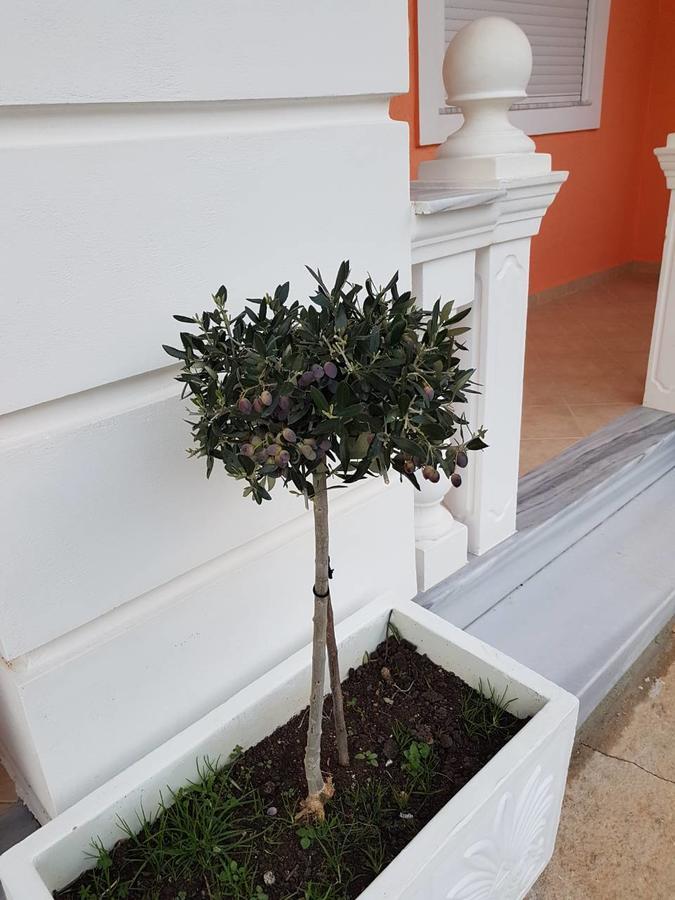 Villa Nicolaos 사밀 외부 사진